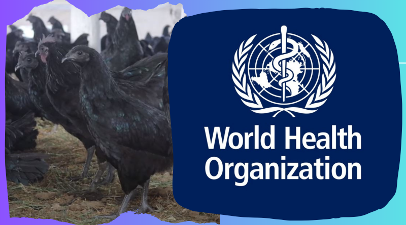 Bird Flu World Health Organization WHO