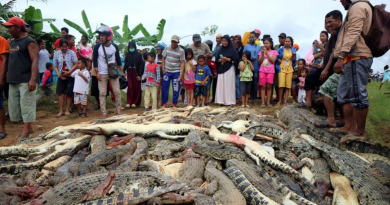 Thai Dead Crocs