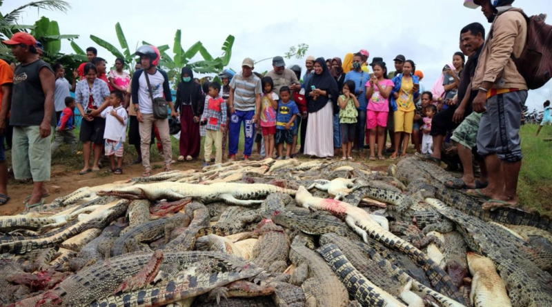 Thai Dead Crocs